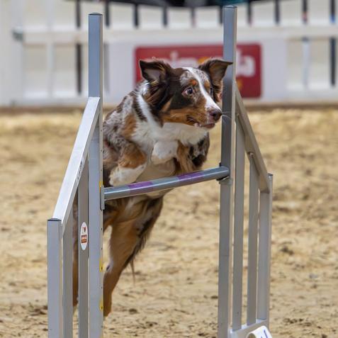 DOGLIVE2025_DOGshow_Agillity_CarstenPöhler