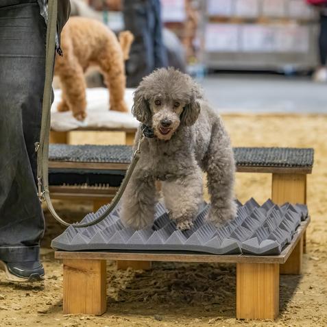 DOGLIVE2025_DOGaction_CampCanis_CarstenPöhler